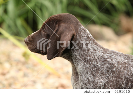Adorable puppy in the garden 9191610
