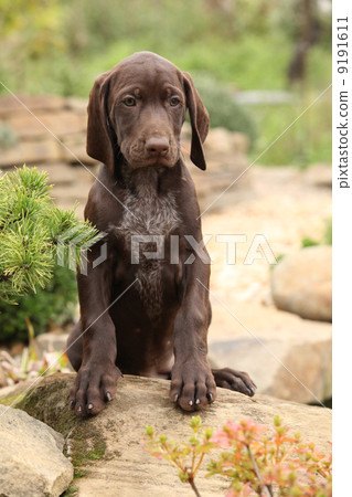 Gorgeous puppy in the garden Gorgeous puppy in the garden 9191611