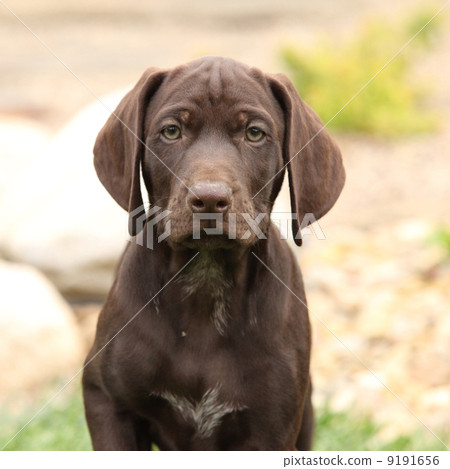 Gorgeous puppy in the garden 9191656