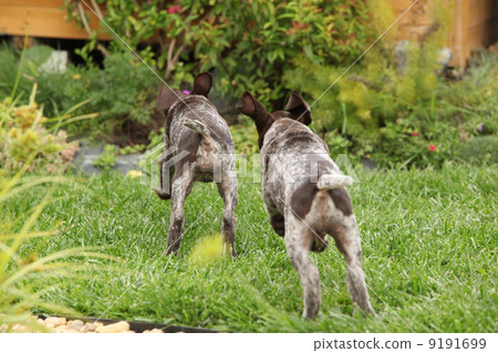 Two gorgeous puppies running in the garden Two gorgeous puppies running in the garden 9191699