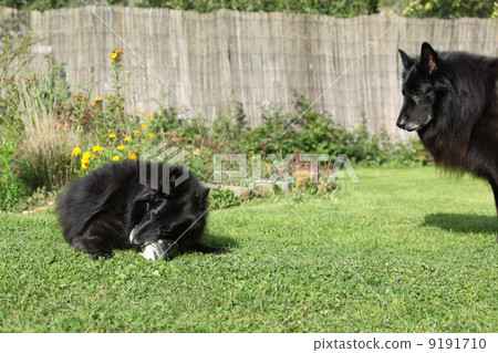 Two dogs interested in fresh fish 9191710