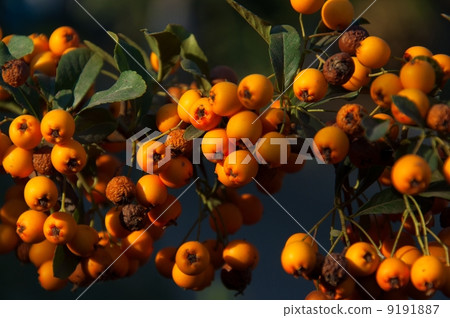 Orange Pyracantha 9191887