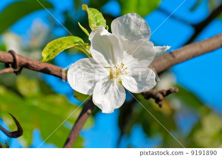 Apple Trees Flower Apple Trees Flower 9191890