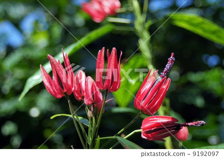 Pavonia · Gredohiri 9192097