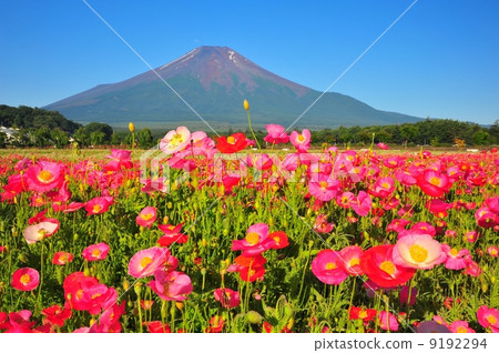 Poppies and Mt. Fuji 9192294
