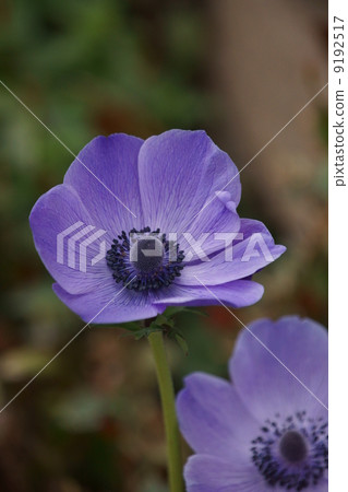 It is called Peony Ichuan Anemone. It is called Peony Ichuan Anemone. 9192517
