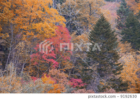 Autumn leaves 9192630