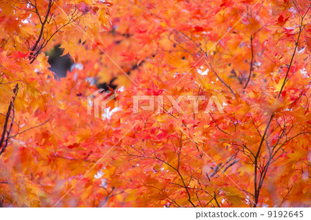 Autumn leaves 9192645