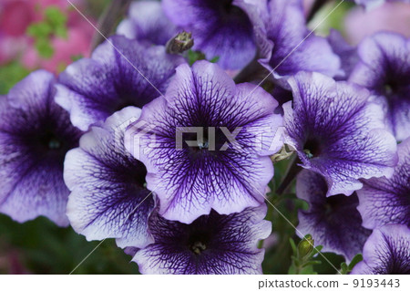 室戶牽牛花被稱為Tsukubane Arisagao Petunia。 9193443