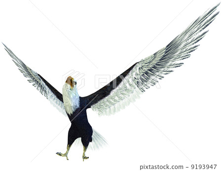 Hakutowashi☆Baekdu Eagle Hakutowashi☆Baekdu Eagle 9193947