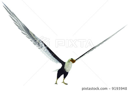 Hakutowashi☆Baekdu Eagle Hakutowashi☆Baekdu Eagle 9193948