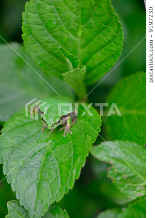 日本黑蛙 日本黑蛙 9197230