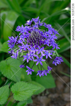Scilla peruviana 9197236