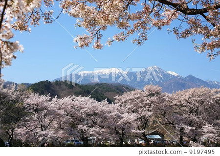 櫻桃在腳下 9197495