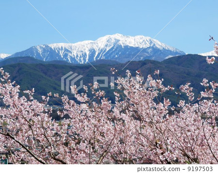 Senjo和Sakura Senjo和Sakura 9197503