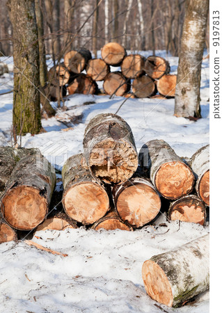 stacks of firewoods in spring forest 9197813