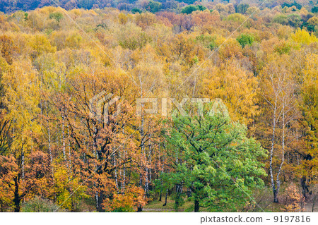 colorful autumn forest 9197816