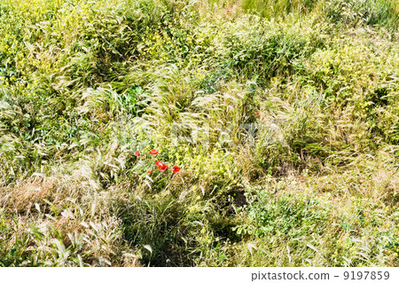 red poppies in summer meadow 9197859