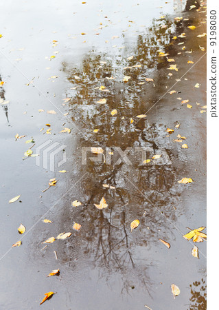 yellow autumn leaves and naked tree reflection 9198080