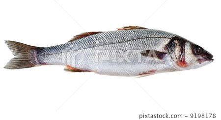 seabass seabass 9198178