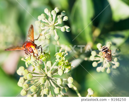 flower fly volucella inanis on blossoms of ivy 9198250