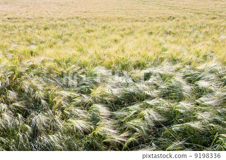 barley field 9198336