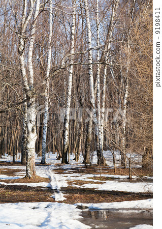 early spring woods landscape early spring woods landscape 9198411