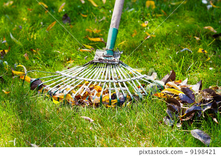 cleaning green lawn from fallen leaves cleaning green lawn from fallen leaves 9198421