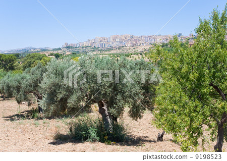 view on town Agrigento through olive and peach garden, Sicily view on town Agrigento through olive and peach garden, Sicily 9198523