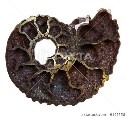 cutoff of fossil ammonite shell 9198558