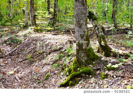 forest in caucasus mountains forest in caucasus mountains 9198581