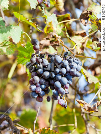 dried grapes bunch at vineyard 9198743