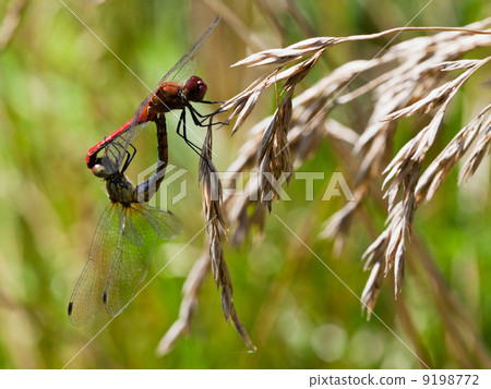 couple of red dragonfly 9198772