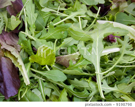 rocketsalad closeup rocketsalad closeup 9198798