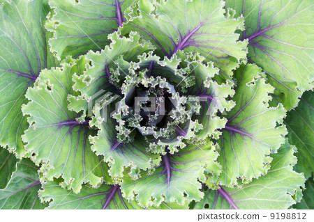 ornamental kale ornamental kale 9198812