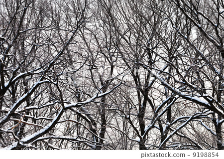 oak branches under snow 9198854