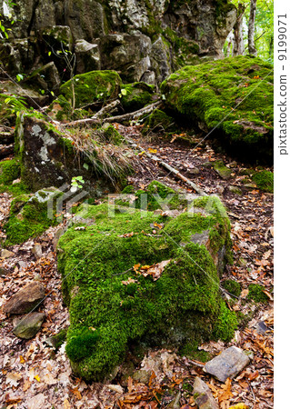 moss-grown boulders in caucasus mountains moss-grown boulders in caucasus mountains 9199071