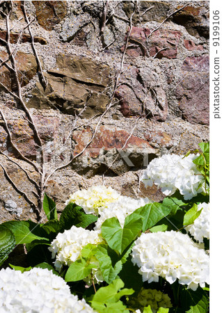 white hydrangea by Bretjne house white hydrangea by Bretjne house 9199106