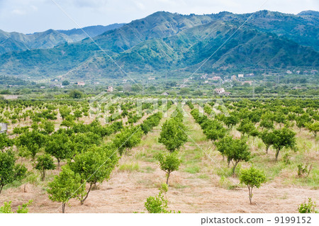 tangerine orchard with mountains on background, Sicily tangerine orchard with mountains on background, Sicily 9199152