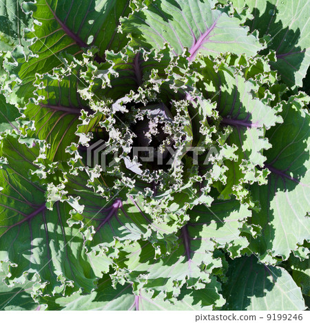decorative kale decorative kale 9199246
