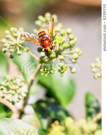 flower fly volucella inanis on blossoms of ivy flower fly volucella inanis on blossoms of ivy 9199359