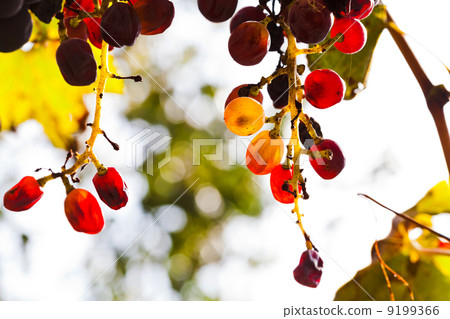 dried cluster of red grapes 9199366