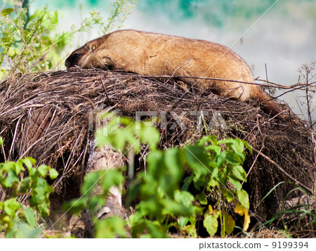 bobak marmot outdoors bobak marmot outdoors 9199394