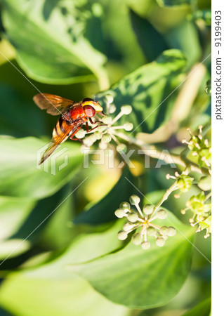 flower fly volucella inanis on blossoms of ivy flower fly volucella inanis on blossoms of ivy 9199403