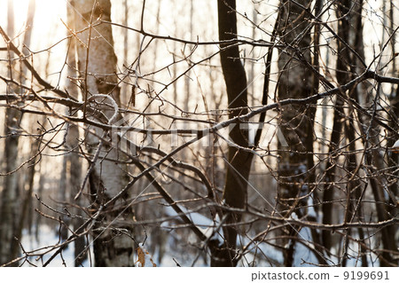 sunset in winter forest 9199691