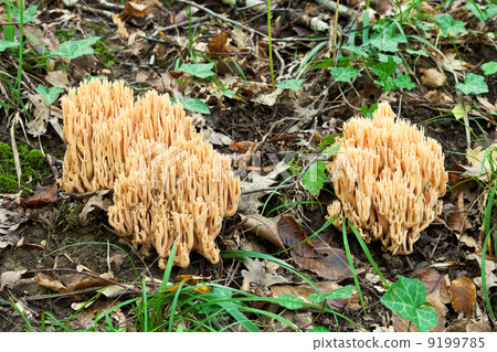 ramaria stricta mushrooms in autumn litter 9199785
