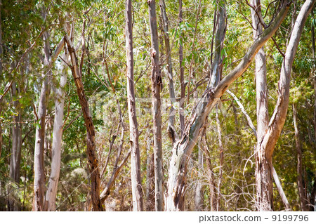 eucalyptus grove 9199796