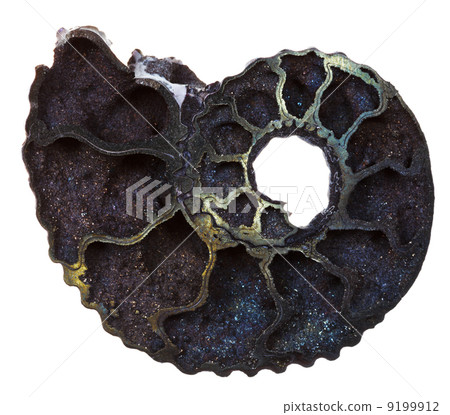 Fossil ammonite shell 9199912