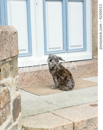 dog waits near closed door 9200013