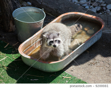 common raccoon in trough of water 9200081
